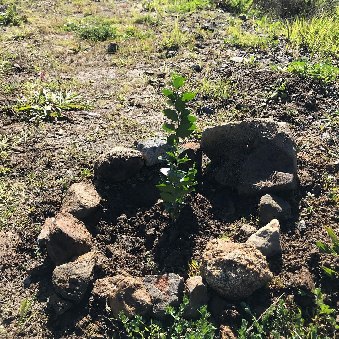 Plantamos árboles nativos en el humedal 🌱 