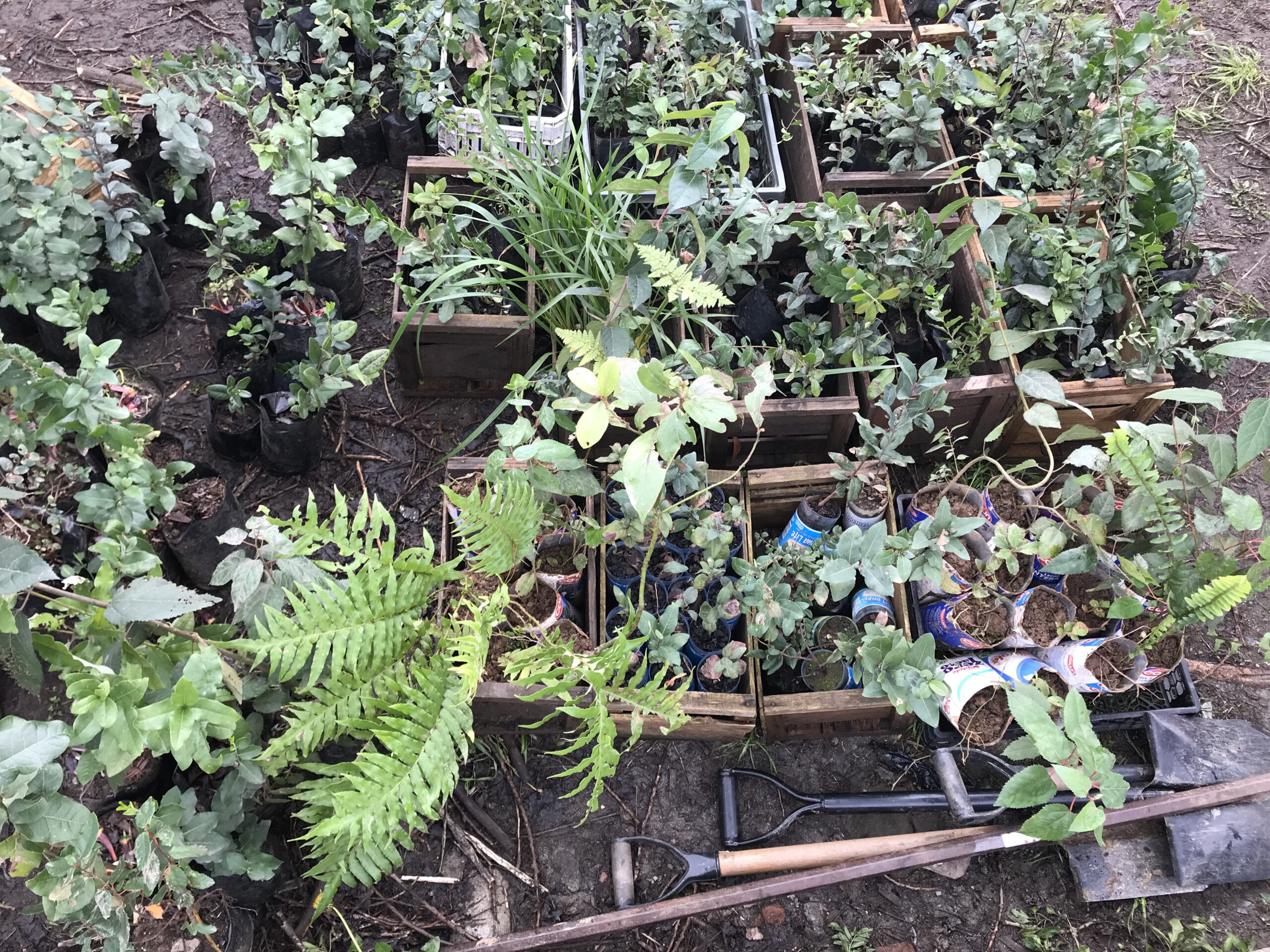 Jornada de Plantación de Árboles Nativos en el Humedal Pichi Mapu (Valle Nonguén, Concepción)