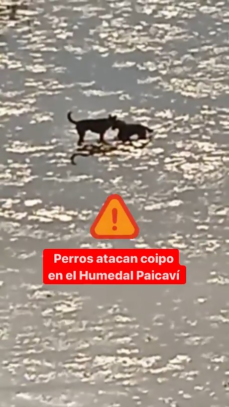 ⚠️ Perros atacan a coipo en el Humedal Paicaví