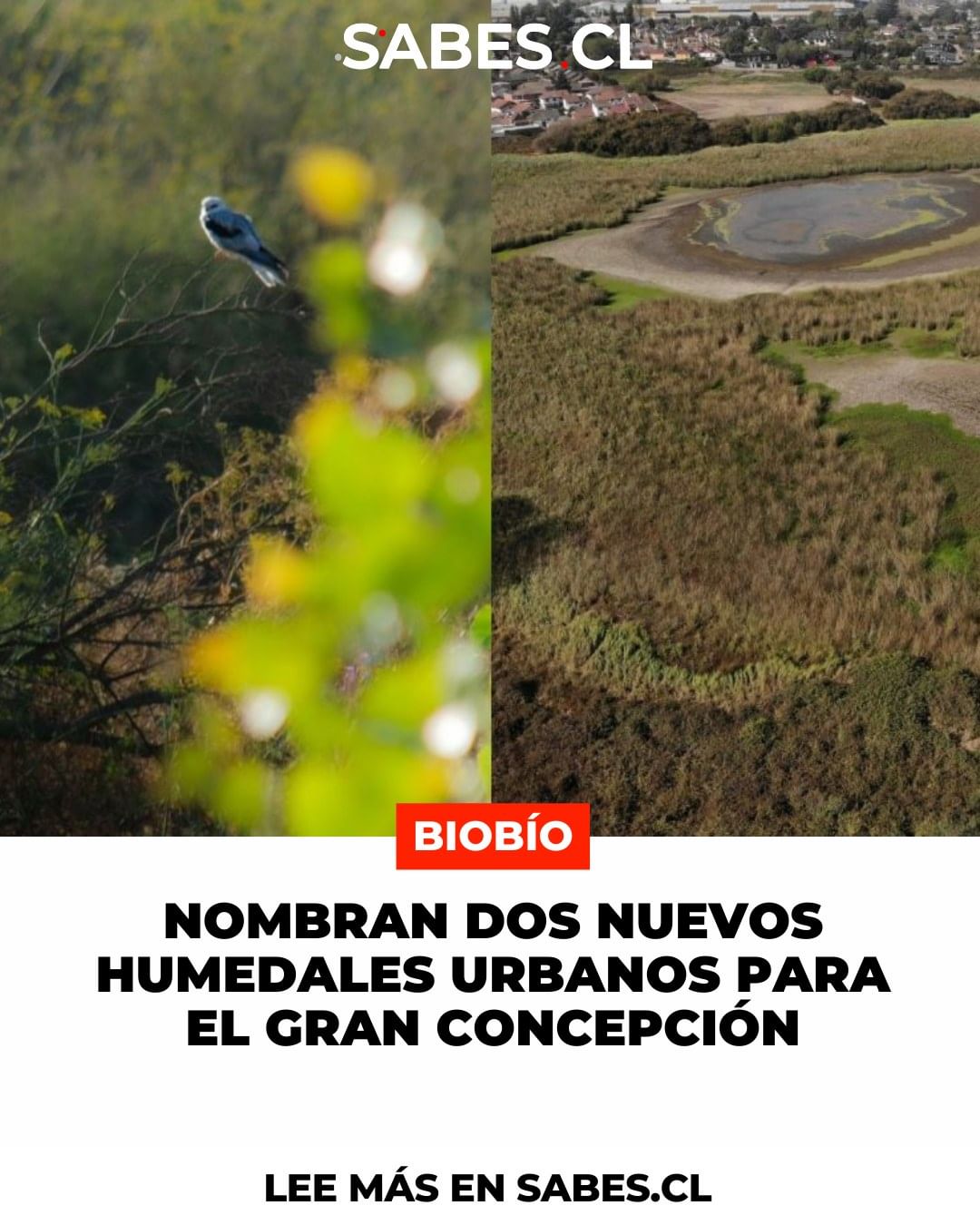 [Sabes.cl] Nombran dos nuevos humedales urbanos para el Gran Concepción