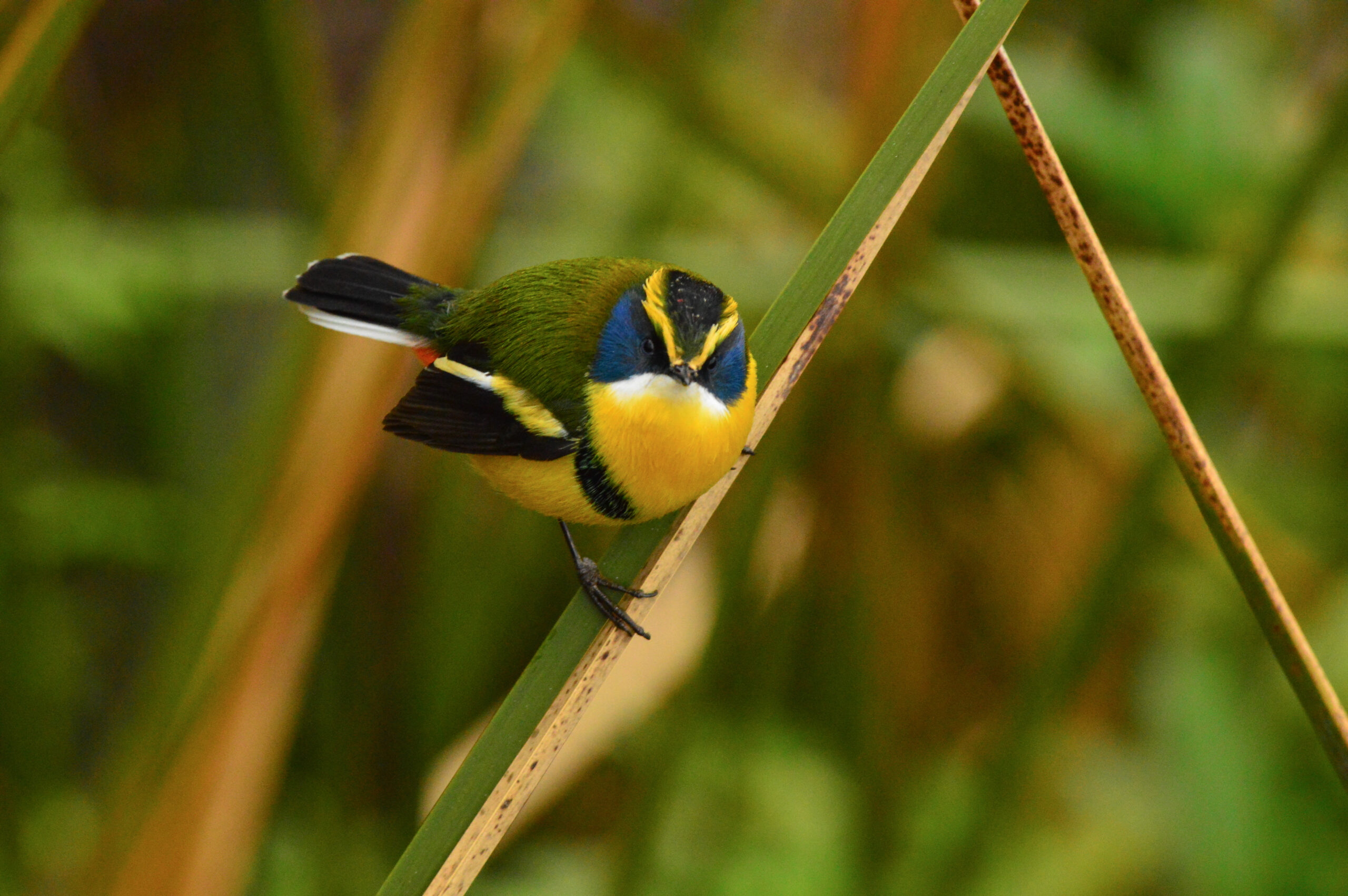 Aves del Humedal Paicaví