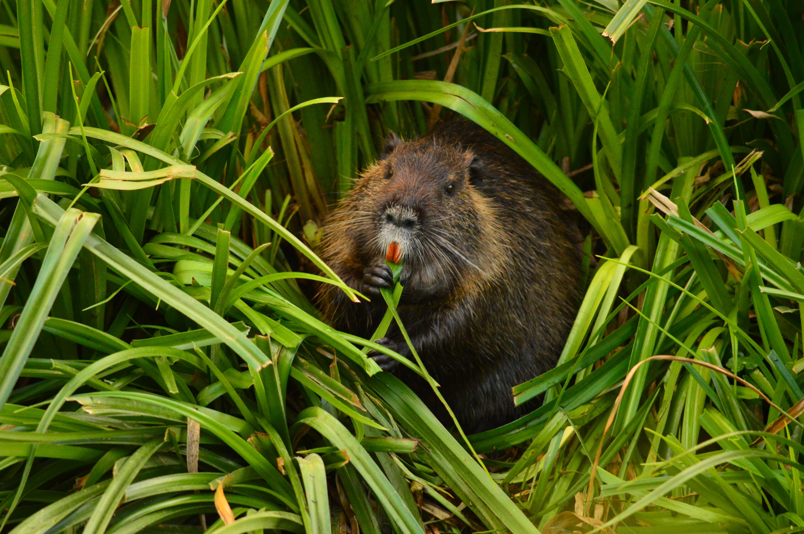 Fauna del Humedal Paicaví