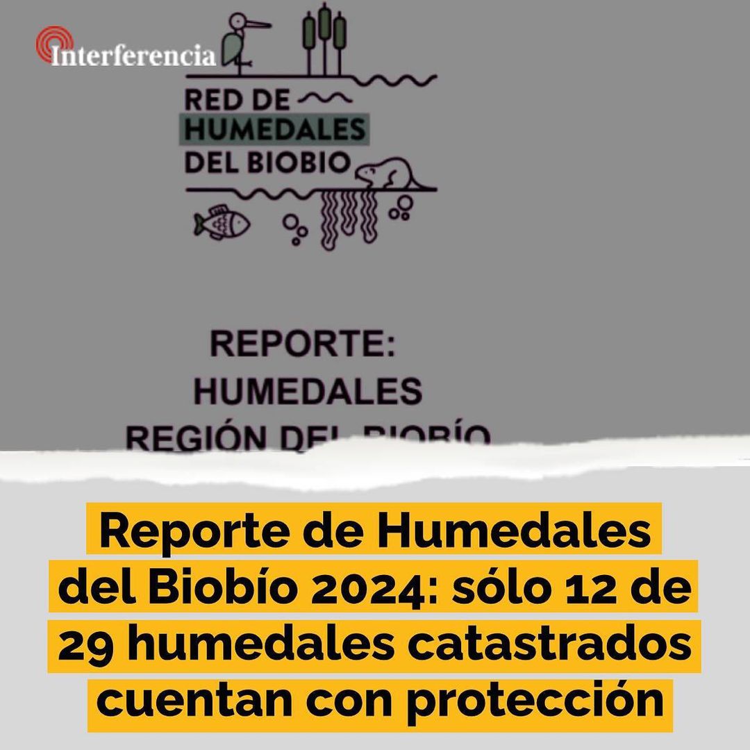 [Interferencia] Reporte de Humedales del Biobío 2024: sólo 12 de 29 humedales catastrados cuentan con protección