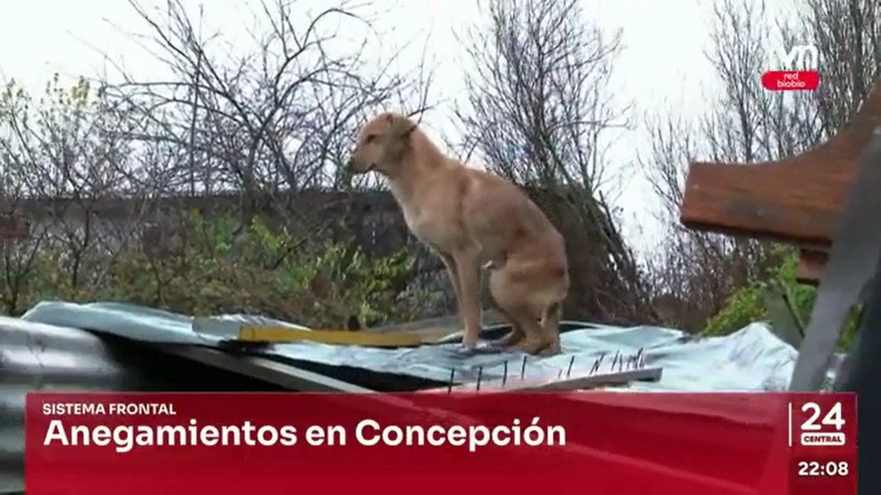 [TVN Biobío] Anegamientos en Concepción: las consecuencias de rellenar humedales