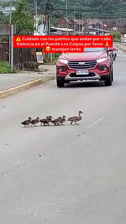 Temporada de patitos en el Humedal