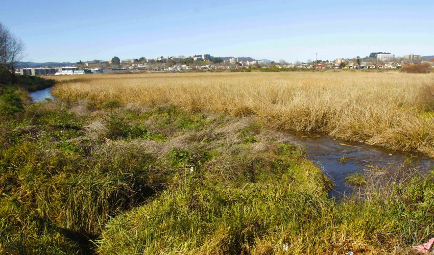 [Diario Concepción] “Si no cumple normativa medioambiental, no se ejecutará”: Serviu aclara construcción de 13 torres en humedal Paicaví