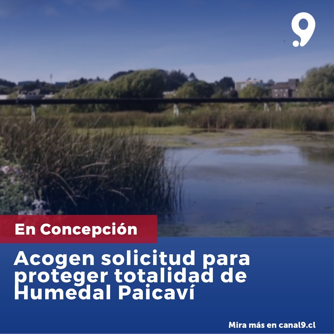 [Canal 9] Acogen solicitud para proteger totalidad de Humedal Paicaví en Concepción